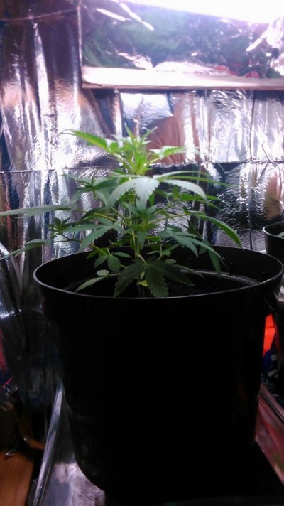 can-i-still-lst.jpg