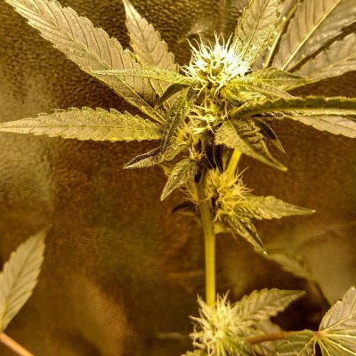 Sapphire Scout (gsc X Emerald Og)