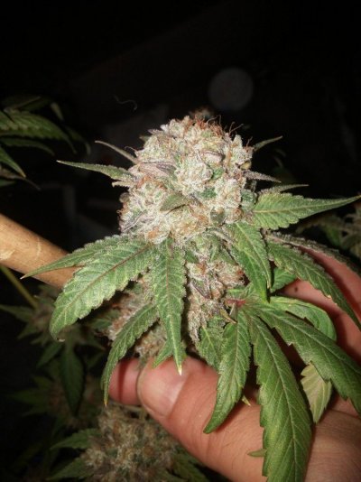 west coast sour diesel aka kerosene kush