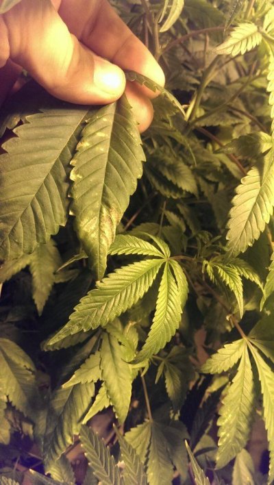Help Plants Look Twisty With Green/ Yellow