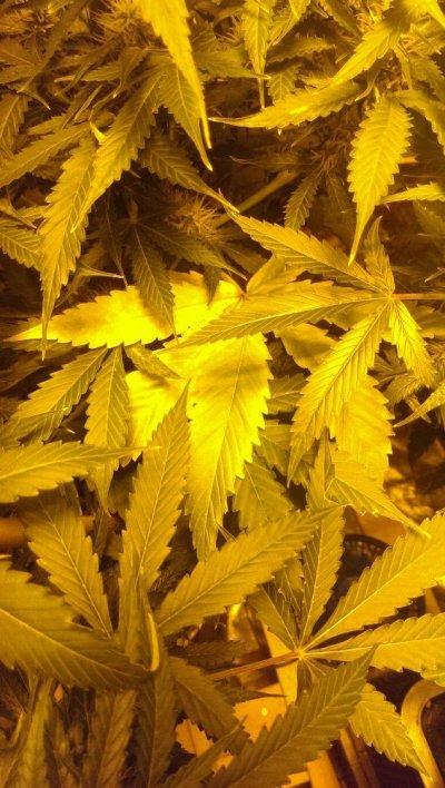 Help Plants Look Twisty With Green/ Yellow
