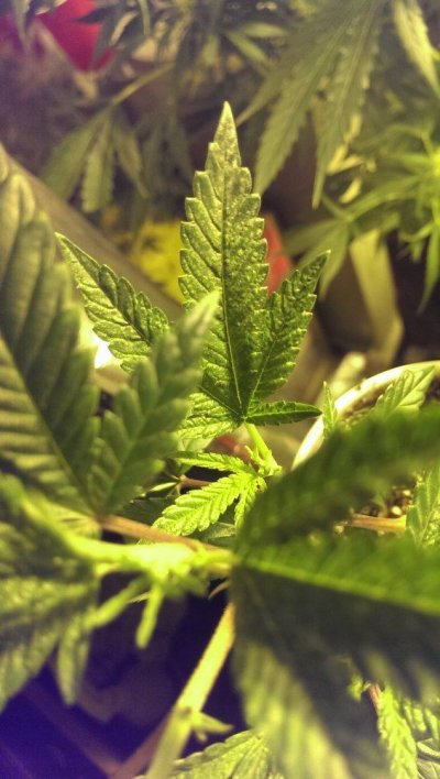 Help Plants Look Twisty With Green/ Yellow