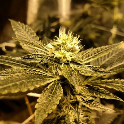 Sapphire Scout (gsc X Emerald Og)