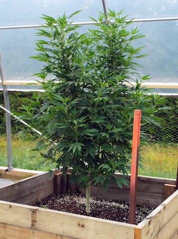 Sassy's 2015 Greenhouse