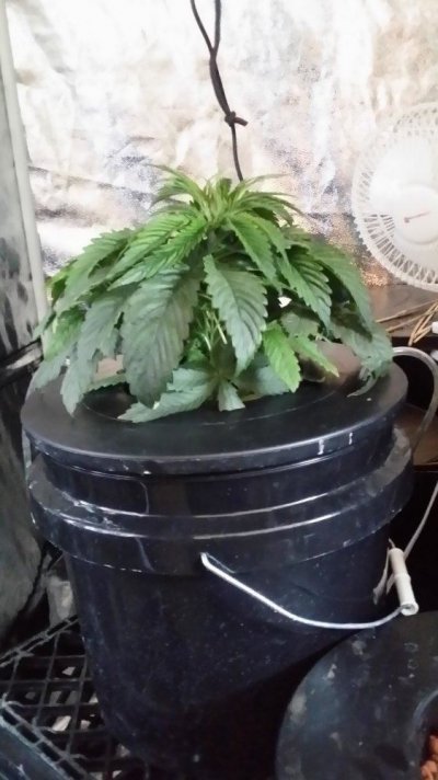 1st-time-farmer-using-dwc-5.jpg