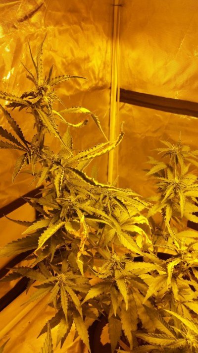 The Uk Awesome Member And Growers Thread
