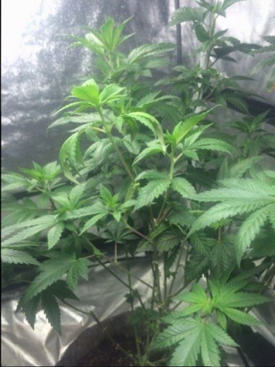 oganic-growing-issues-on-two-runs-please-help-7.jpg