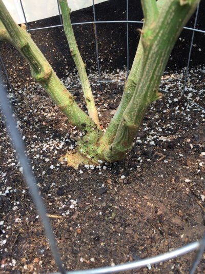 Let's See Some Big Outdoor Stalk Pics