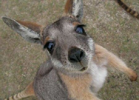 Baby kangaroo