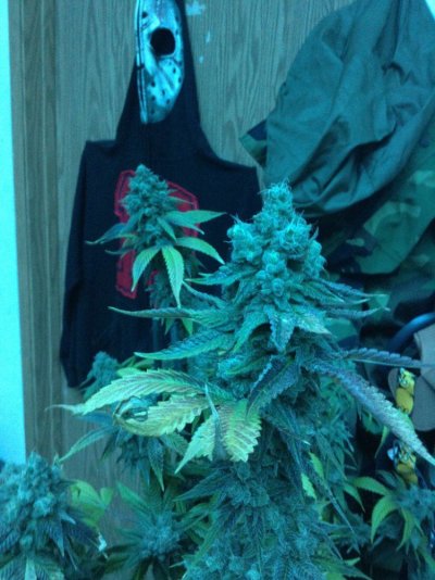 Two Dog Seeds: Dwf13 X Og/psa  Dwf13 X Jabba's Stash