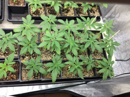 Two Dog Seeds: Dwf13 X Og/psa  Dwf13 X Jabba's Stash