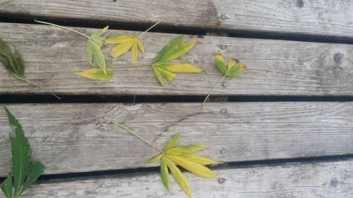 Leaf discoloration