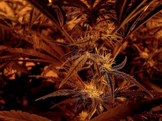 My First Growlog Here-- Kimbo Kush
