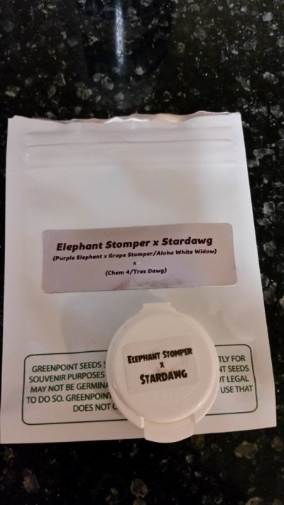 Greenpoint seeds elephant stomper x star dawg  hydro  led