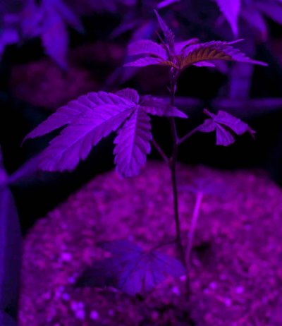 Glue breath gorilla glue 4 x ogkb 3 2