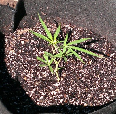 Bodhi Seeds Thread.