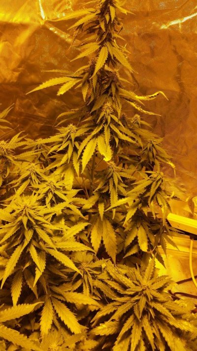 Newbie First Autoflower Grow Afghan Kush And Candy Kush