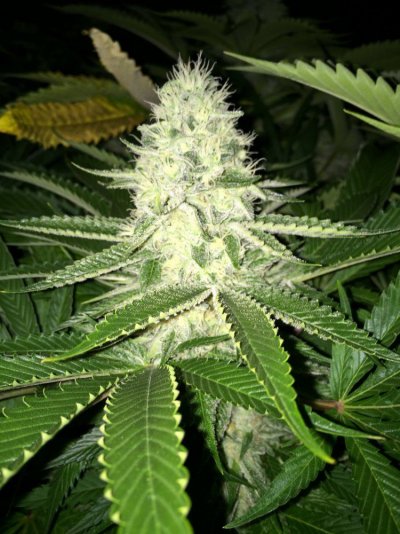 Michigan... Strains, pics, and whatever!