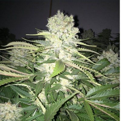 Michigan... Strains, pics, and whatever!