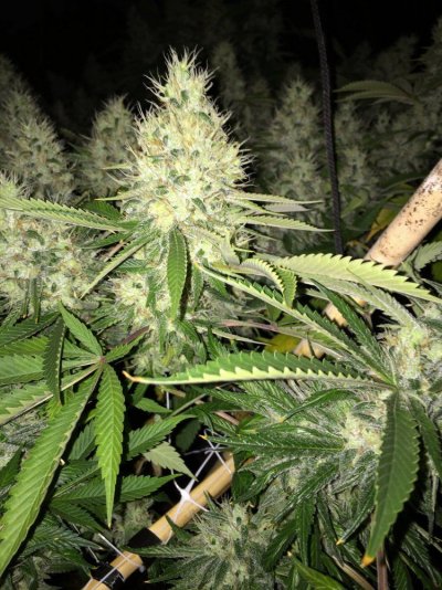 Michigan... Strains, pics, and whatever!