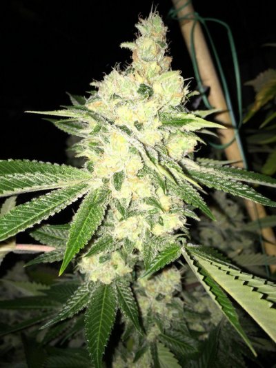 Michigan... Strains, pics, and whatever!