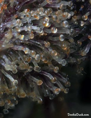 DoobieDuck's Macro Cannabis Images