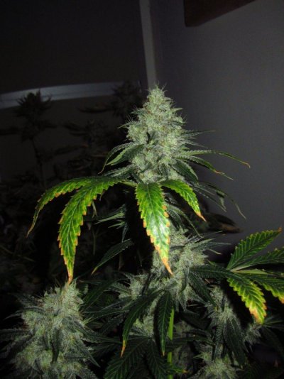 Michigan... Strains, pics, and whatever!