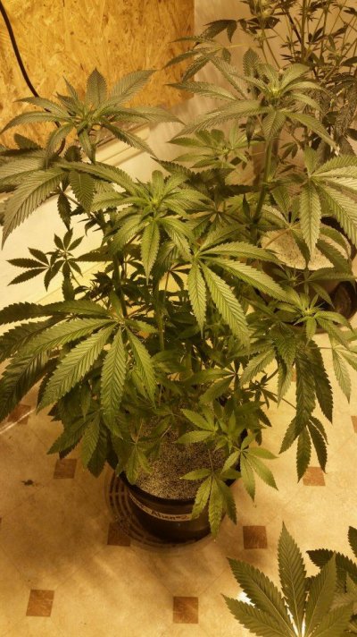 Casper Og & Wifi Alien