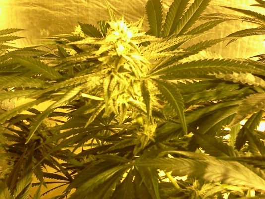 My First Growlog Here-- Kimbo Kush