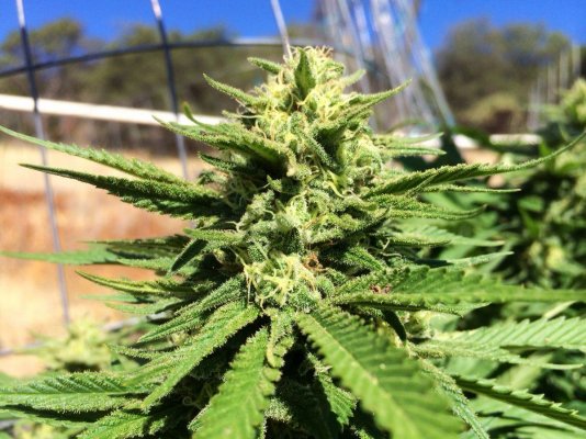 2015 Light Dep: Sour D, Chisel, J1, Gorilla Glue, +