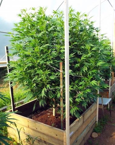 Sassy's 2015 Greenhouse