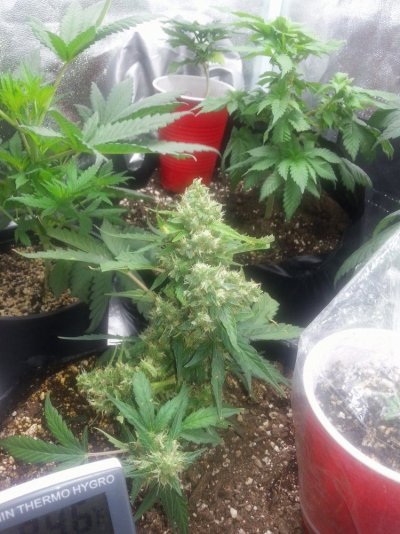 Flowering Already????