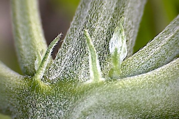 Is This A Preflower Or A Third Branch Of Growth Starting!? Anybody Know??? [macro Pix]