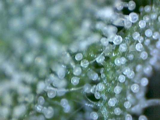 The Uk Awesome Member And Growers Thread