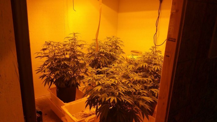 Grow Room Setup
