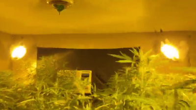 Greenhouse/outdoor Grow 5 Sour Diesel