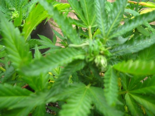 lemon-alien-dawg-002jpg.jpg