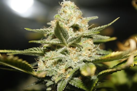 bermese kush.......jpg