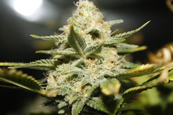 bermese kush...jpg