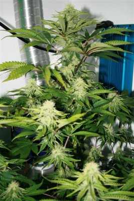 Bend Over Bitches-LVPK & Bubba Kush-SERIOUS LST
