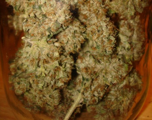 Medical Grow – Coco, 1200w. [Himalayan Gold & OG Kush]