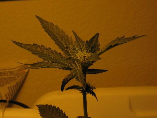 bubba-kush-1212-from-clone-soil-grow-2.jpg