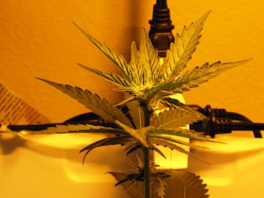 bubba-kush-1212-from-clone-soil-grow-3.jpg