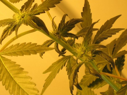 bubba-kush-1212-from-clone-soil-grow-6.jpg