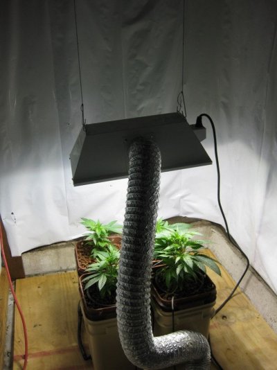 Waterfarm grow with Hash Plant and PK