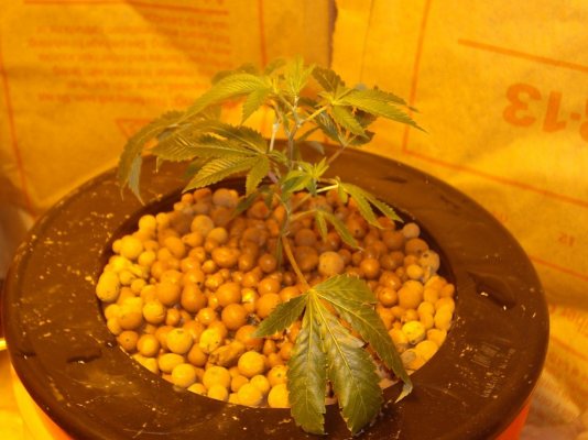 plant-5jpg.jpg