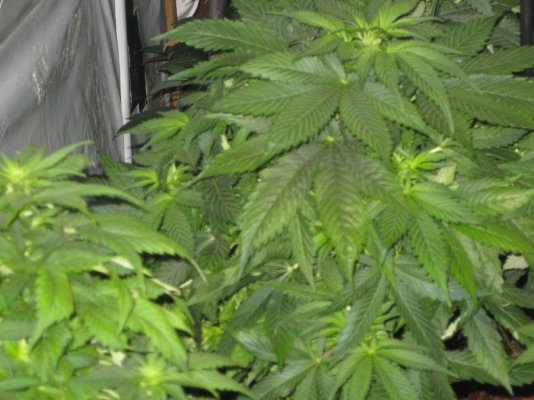Waterfarm grow with Hash Plant and PK