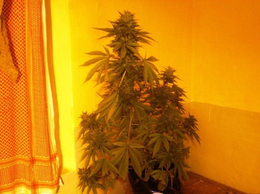 Winter trials, Ogkush/DPxUKCheese/WesternWinds and Blue Sonja