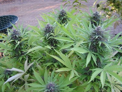 hello-to-the-mj-farmers-3.jpg