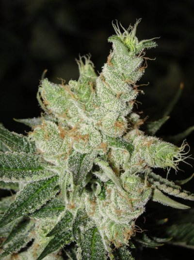 Let's See Your Frostiest Flowers